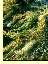 Мескит, или прозопис (Prosopis glandulosa) Мескит, или прозопис (Prosopis glandulosa)
